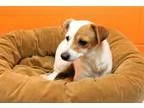 Adopt Diamond a White - with Tan Yellow or Fawn Terrier (Unknown