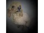 Adopt Chesnut a Poodle (Miniature)  Mixed dog in Sarasota FL (15