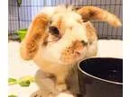 Adopt Sherlock a Mini-Lop