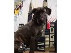 Adopt Leah a Brindle - with White Labrador Retriever  Boxer  Mix