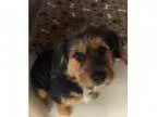 looking for new furbaby to add to our family