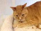 Adopt Pumpkin a Tabby - Orange