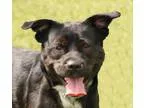 Adopt Chewie a Black Pug  Labrador Retriever  Mixed dog in Wichi
