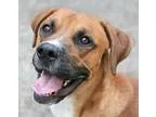 Adopt Bernie a Boxer