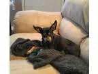 Adopt Tasha a Miniature Pinscher