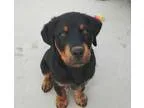 Adopt Diesel a BrownChocolate - with Black Rottweiler  Great Pyr