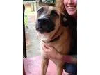 Adopt MOOSE (Bainbridge Is.) Energetic intelligent boy a