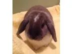 Adopt Kelley a Mini-Lop Dwarf