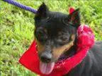 Adopt Pincher a Miniature Pinscher