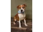 Adopt Duke a Boxer American Staffordshire Terrier
