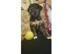 Adopt Spoosh a Australian Shepherd  Mixed dog in Tomah WI (15686