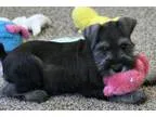 Egghead Miniature Schnauzer pups