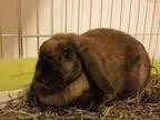 Adopt Sassy a Tortoise Mini Lop  Mixed (medium coat) rabbit in M