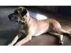 Adopt Duke a Great Dane