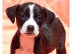 Adopt Gidget (3 lb) a Black - with White Labrador Retriever  Ter