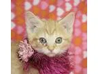 Adopt Sage a Orange or Red Tabby Domestic Shorthair (short coat)