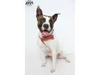 Adopt Will Voted Most Athletic a Boxer  Mixed dog in Jefferson L
