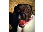 Adopt Thelma a English Pointer Pit Bull Terrier