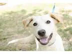 Adopt Percy Jackson a RedGoldenOrangeCh estnut Labrador Retrieve