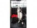 Adopt Bella a Dachshund Jack Russell Terrier
