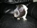 Adopt Cee-lo and Waszen a Guinea Pig Short-haired