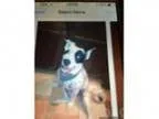 Lost Dog REWARD