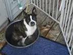 Adopt Corky a Boston Terrier