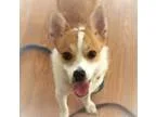 Adopt Penny a RedGoldenOrangeCh estnut - with White Corgi  Mixed