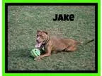Adopt Jake a Pit Bull Terrier
