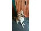 Adopt TRACIE a Shepherd Labrador Retriever