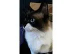 Adopt Caesar a Ragdoll  Mixed cat in Nelson BC (15475621)