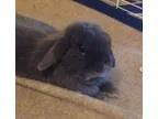 Adopt Stormy a Blue Lop Holland  Mixed (short coat) rabbit in Mo