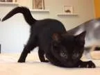 Adopt Polaris a Black (Mostly) Domestic Shorthair  Mixed (short 