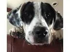 Adopt Lt. Dan a German Shorthaired Pointer  Mixed dog in Dallas 