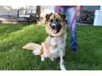 Adopt Zelda a Husky  Mixed dog in Crystal Lake IL (15605929)