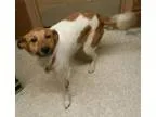 Adopt Rosie a Collie