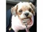Adopt Ginger a RedGoldenOrangeCh estnut Shih Tzu Poodle (Miniat