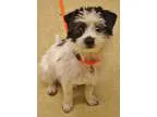 Adopt MADI MAY a Terrier