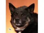 Adopt Zeus a Norwegian Elkhound