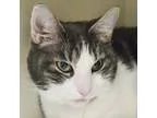 Adopt Baby a Domestic Shorthair  Mixed cat in Fairport NY (15649