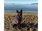 Adopt Sawyer in Foster a Pit Bull Terrier  Mixed dog in Vancouve