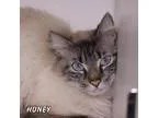 Adopt Honey a Domestic Longhair  Mixed cat in Hot Springs Villag