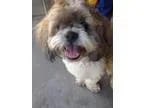 Adopt Benji and Bandit a Lhasa Apso  Mixed dog in Los Banos CA (