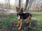 Adopt cooper a German Shepherd Dog