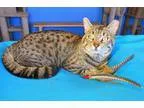 Adopt Sammy a Spotted TabbyLeopard Spotted Bengal (short coat) c