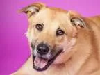 Adopt Willow a Australian Cattle Dog (Blue Heeler) Australian Sh