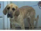 Adopt Katie a Bloodhound Great Pyrenees