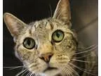 Adopt Charlie a Brown Tabby Domestic Shorthair  Mixed cat in Hil