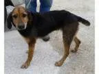 Adopt Lily a German Shepherd Dog