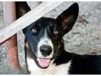 Adopt Halli a Australian Shepherd  German Shepherd Dog  Mixed do